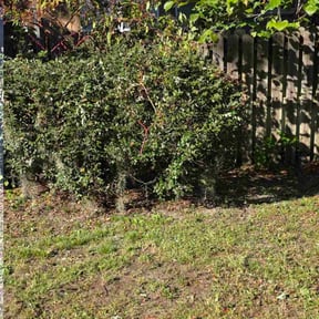 Bush Trimming by Coral Leaf Landscaping reviewed on November 10, 2025