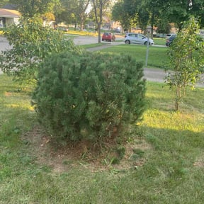 Bush Trimming by FRAMPTON'S LAWN SERVICE reviewed on November 24, 2025