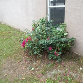 Bush Trimming by Arbor Pro Tree & Landscaping reviewed on August 19, 2025