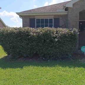 Bush Trimming by Wash's landscaping reviewed on May 31, 2026