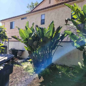 Bush Trimming by Alvarez Services reviewed on February 16, 2026