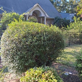 Bush Trimming by Toolegit lawn service reviewed on June 5, 2020