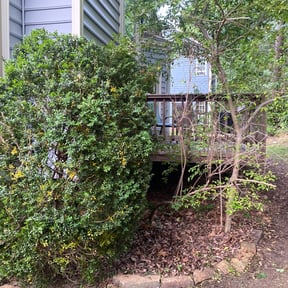 Bush Trimming by Cloud Eleven Landscaping Solution LLC reviewed on August 16, 2025