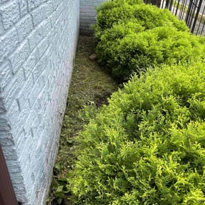 Bush Trimming by Nestel Lawn Care reviewed on August 16, 2025