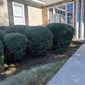 Bush Trimming by TorresLawnservice reviewed on August 13, 2025