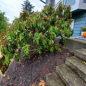 Bush Trimming by Jose&Jose Landscaping reviewed on August 16, 2025