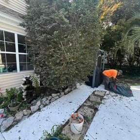 Bush Trimming by Mr. Mows It All reviewed on June 29, 2026