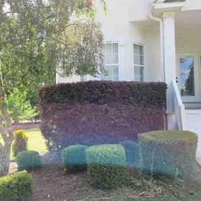 Bush Trimming by Denson's Total Lawn Care reviewed on August 16, 2025