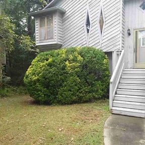 Bush Trimming by Landyns Lawncare reviewed on October 23, 2025