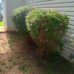 Bush Trimming by Yards by Nick (DELETED ACCOUNT) reviewed on August 20, 2025