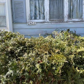 Bush Trimming by Denson's Total Lawn Care reviewed on August 16, 2025