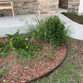 Bush Trimming by 3B Home Services Inc reviewed on August 19, 2025