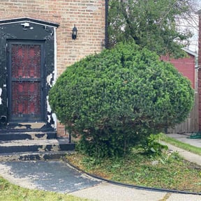Bush Trimming by Chai reviewed on August 21, 2025