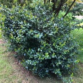 Bush Trimming by Klh lawn maintenance reviewed on August 20, 2025