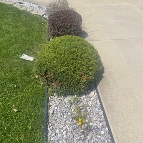 Bush Trimming by Leos lawns reviewed on August 15, 2025
