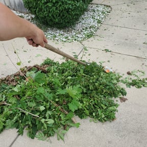 Bush Trimming by Kelly Lawn Care reviewed on August 15, 2025