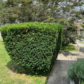 Bush Trimming by Ramon Lawnscaping reviewed on August 21, 2025