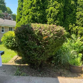Bush Trimming by R&T lawncare reviewed on August 17, 2025