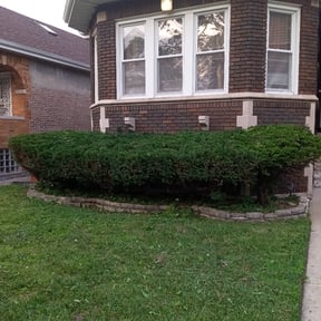 Bush Trimming by MVP Services and Lawn care6 reviewed on August 21, 2025