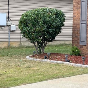 Bush Trimming by Emerald Green Lawn Service reviewed on November 20, 2025