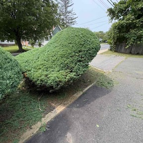 Bush Trimming by Phillip Landscape reviewed on October 22, 2025