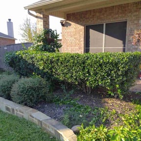 Bush Trimming by Jade lawn care services reviewed on August 13, 2025