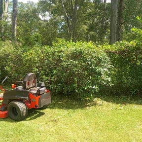 Bush Trimming by Mow Green Lawns reviewed on August 18, 2025