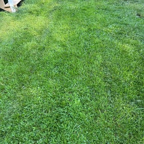 yard care by Winchester's Advanced Lawn Maintenance and Landscaping LLC reviewed on August 19, 2025