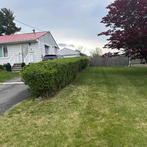 Bush Trimming by JC SERVICES reviewed on May 29, 2026
