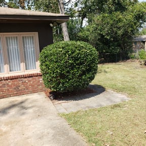 Bush Trimming by Williamson's Lawn Care and Service reviewed on August 14, 2025