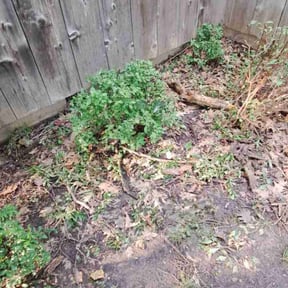 Bush Trimming by Scooters lawn care reviewed on August 16, 2025