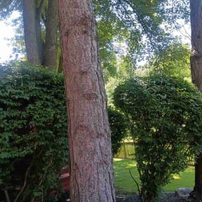 Bush Trimming by A&amp;j s Landscaping and design llc reviewed on July 11, 2026