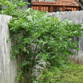 Bush Trimming by Fresh Cut Yard Workz  reviewed on August 17, 2025