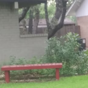 Bush Trimming by J's Lawn and Landscaping reviewed on August 15, 2025