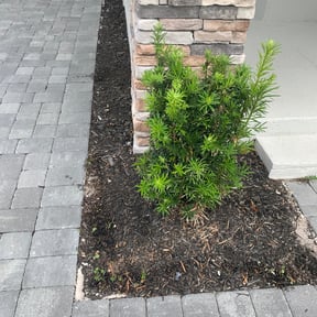 Flower Bed Weeding by Murphys Lawn Care LLC reviewed on August 15, 2025