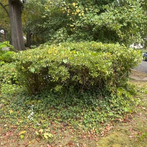 Bush Trimming by USA Lawncare Inc reviewed on October 23, 2025