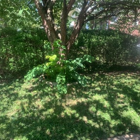 Bush Trimming by SGP Lawn Services reviewed on August 19, 2025
