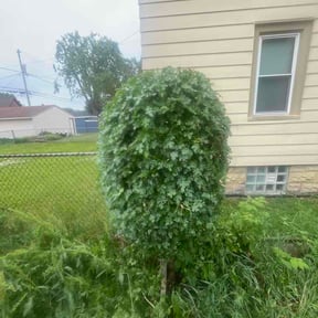 Bush Trimming by Hard Hat Lawn Crew reviewed on June 9, 2026