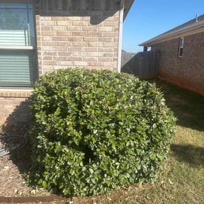 Bush Trimming by Platinum Lawns and Landscaping  reviewed on October 18, 2025