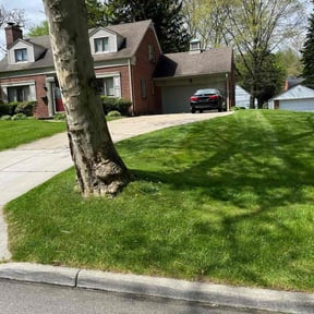 Leaf Removal by Cherry Bomb Lawn Care reviewed on July 7, 2022