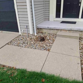 Flower Bed Weeding by Medina Property Maintenance reviewed on November 21, 2025