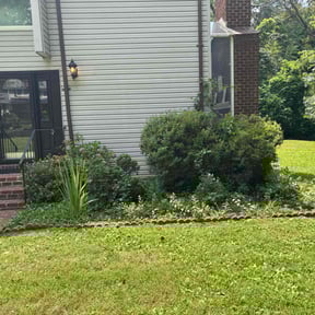 Bush Trimming by Sunny Carolina lawncare services llc reviewed on August 15, 2025