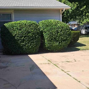 Bush Trimming by A Team Lawncare reviewed on August 16, 2025