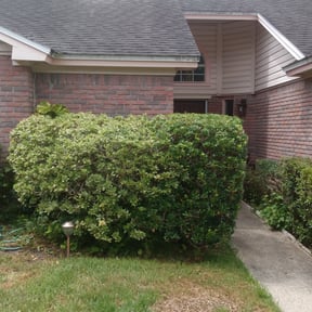 Bush Trimming by Cross County Lawn and Landscape reviewed on August 19, 2025