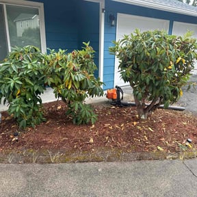 Bush Trimming by North West forest recycling llc reviewed on November 18, 2025