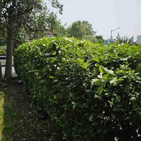 Bush Trimming by Longs Elite Home Services reviewed on April 16, 2025