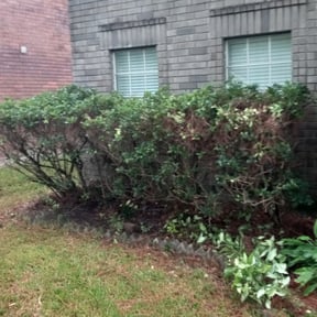 Bush Trimming by Uppercuts Lawn Care reviewed on August 19, 2025