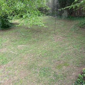 Bush Trimming by Big brothers lawn specialist reviewed on August 15, 2025