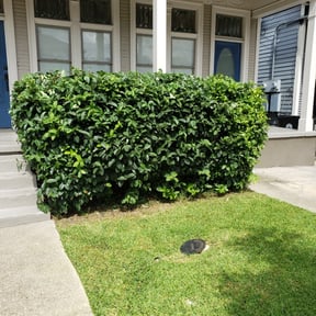 Bush Trimming by The lawn Service,LLC reviewed on August 15, 2025