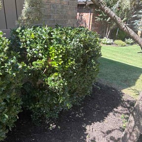 Bush Trimming by Rod's mowing reviewed on July 31, 2026